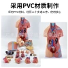 Teaching medicine: Internal organs, cardiac system structure, trunk, human anatomy model, educational, detachable details Picture